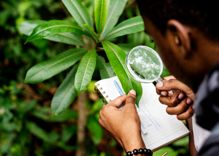 Tree Risk Assessment - Treesense Consulting